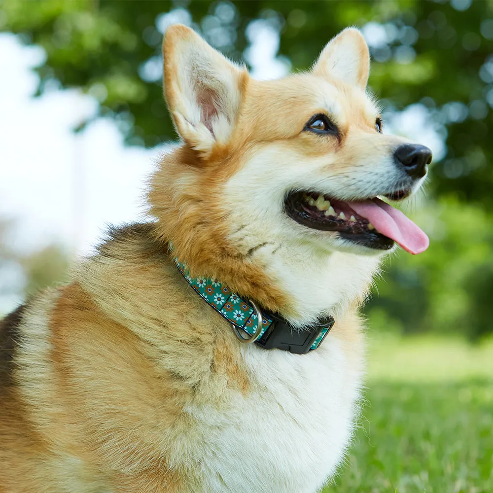 Celtic Knot - Dog Collar