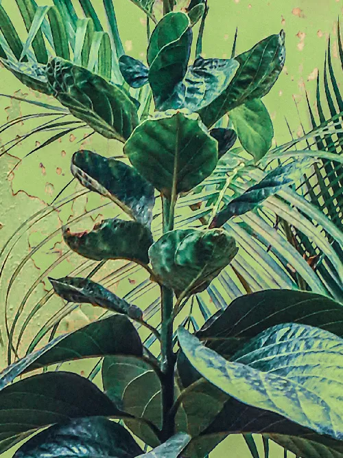 Floral Fables
