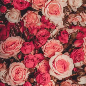 Merino/Silk Scarf - Red Roses