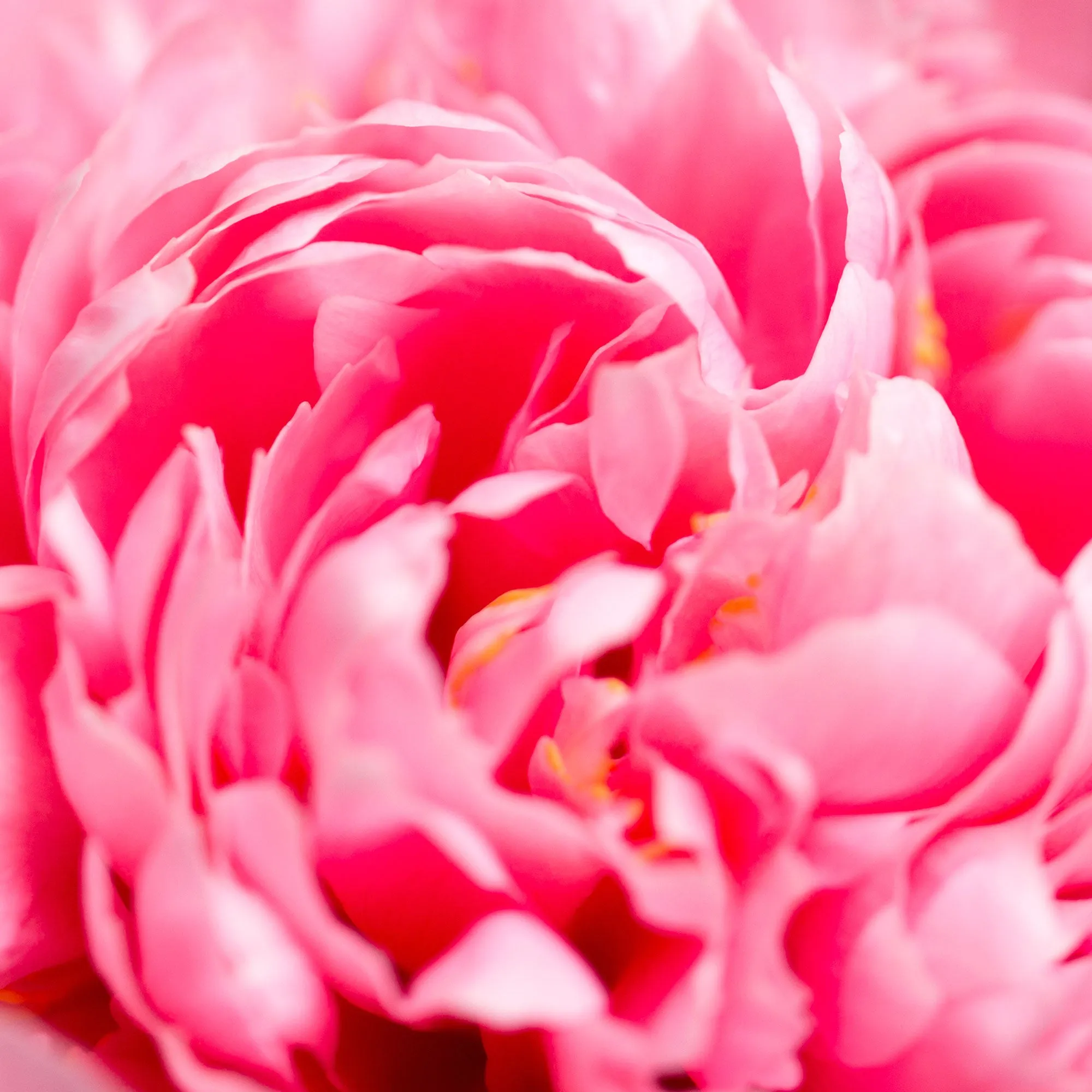 Special Edition Pink Peony Silk Stole Scarf