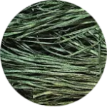 Straw Silk Solid Green Tag
